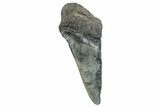 Partial Megalodon Tooth - South Carolina #272585-1